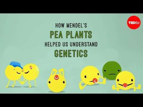 How Mendel's pea plants helped us understand genetics