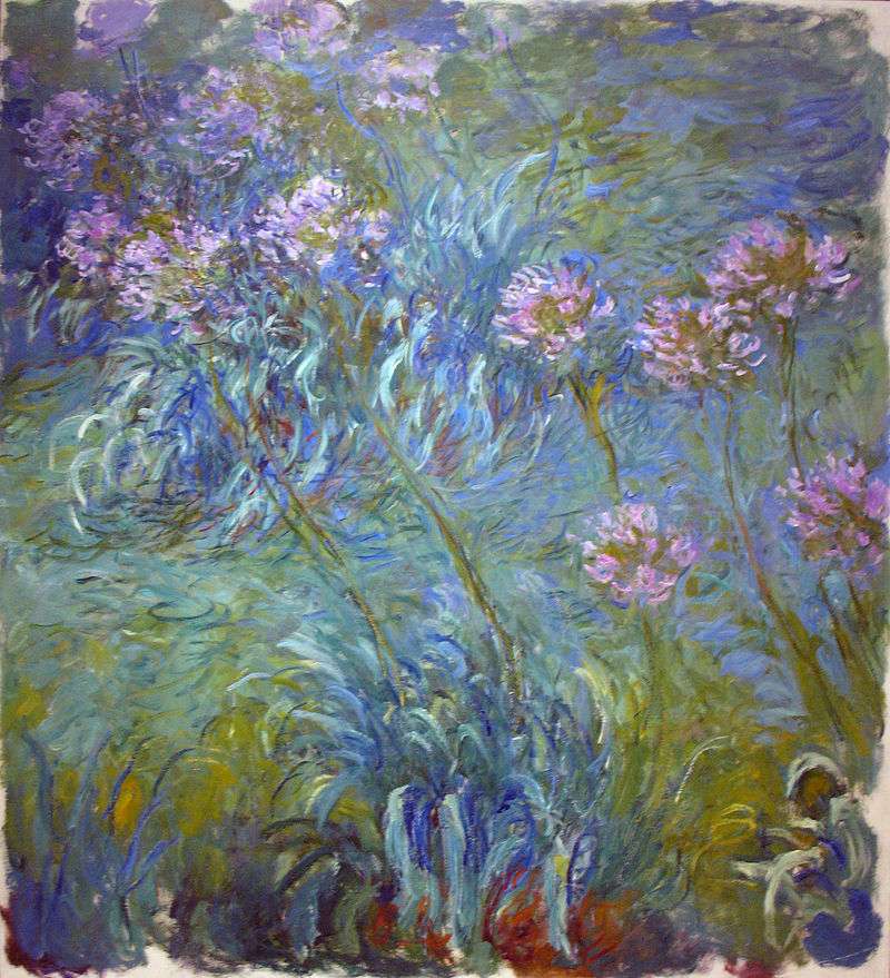 Agapanthus, between 1914 and 1926