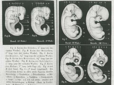 Illustrations of dog and human embryos, looking almost identical at 4 weeks then differing at 6 weeks, shown above a 6-week turtle embryo and 8-day hen embryo, presented by Haeckel in 1868 as convincing proof of evolution.