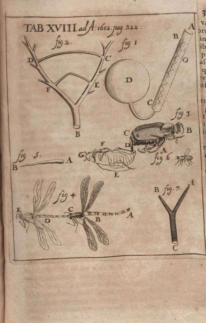 Illustration of critique of Observationes microscopicae Antonii Levvenhoeck... published in Acta Eruditorum, 1682