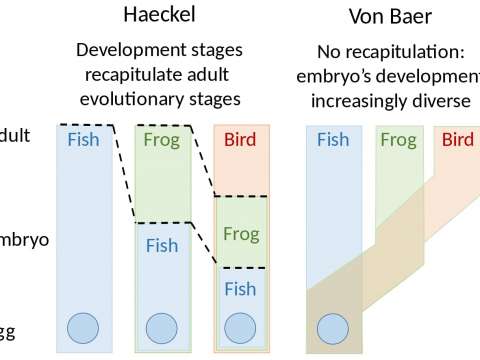 Embryology theories of Ernst Haeckel and Karl Ernst von Baer compared