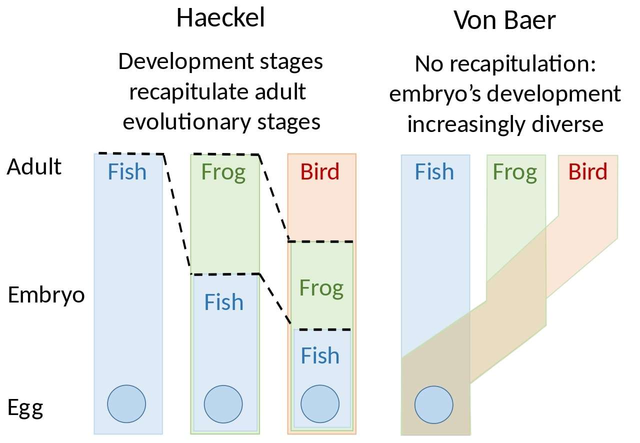 Embryology theories of Ernst Haeckel and Karl Ernst von Baer compared
