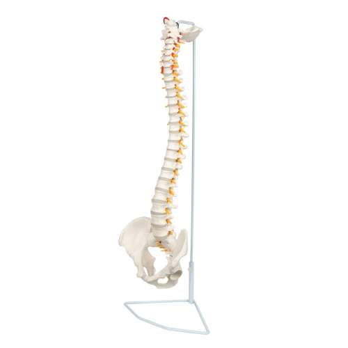 Axis Scientific Spine Model