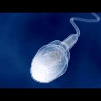 Human Physiology - Reproduction: Spermatogenesis
