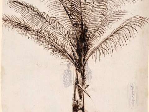  Arenga pinnata sketched by Wallace on a visit to Celebes and later reworked by Walter Hood Fitch