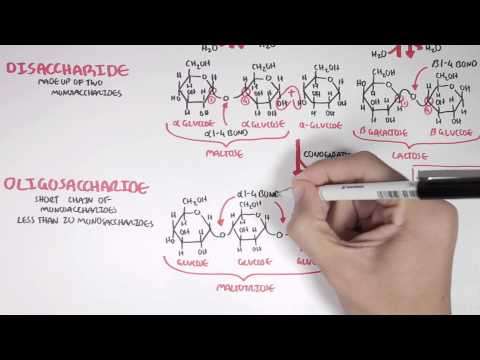 Biochemistry of Carbohydrates