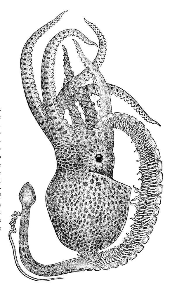 Among many pioneering zoological observations, Aristotle described the reproductive hectocotyl arm of the octopus (bottom left).