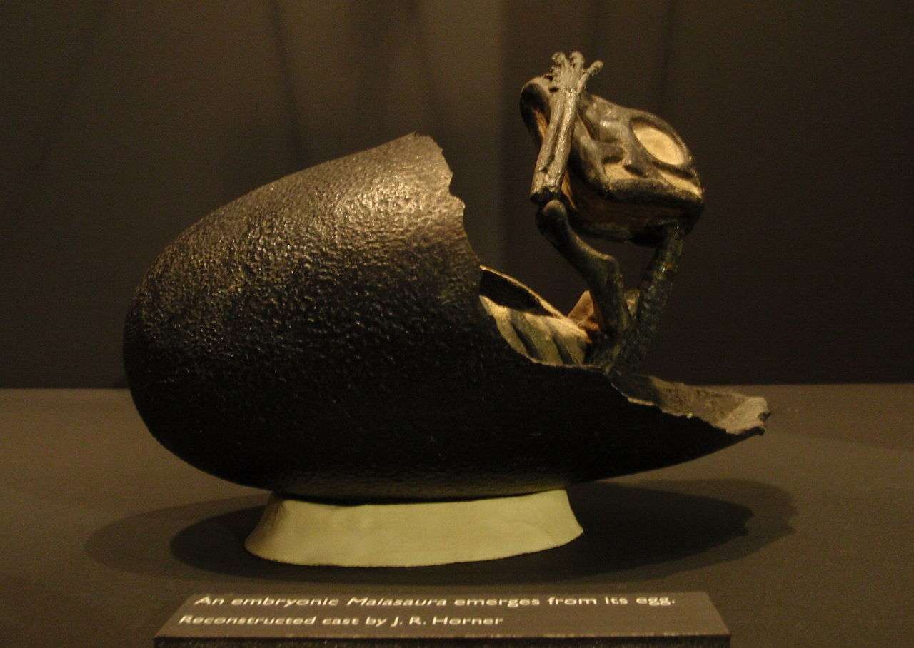 Reconstructed cast by Horner of a Maiasaura emerging from its egg