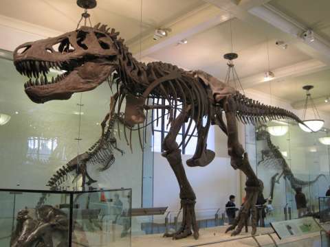 Gould's inspiration to become a paleontologist: T. rex specimen AMNH 5027, American Museum of Natural History, New York City