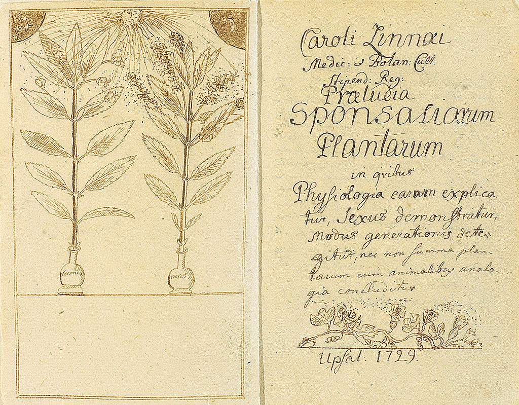 Pollination depicted in Praeludia Sponsaliorum Plantarum (1729)