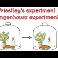 Joseph Priestley and Jan Ingenhousz experiment in photosynthesis