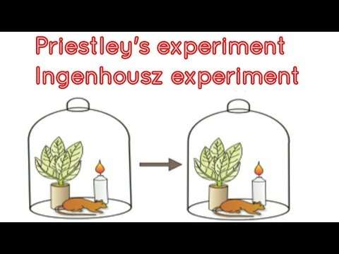 Joseph Priestley and Jan Ingenhousz experiment in photosynthesis
