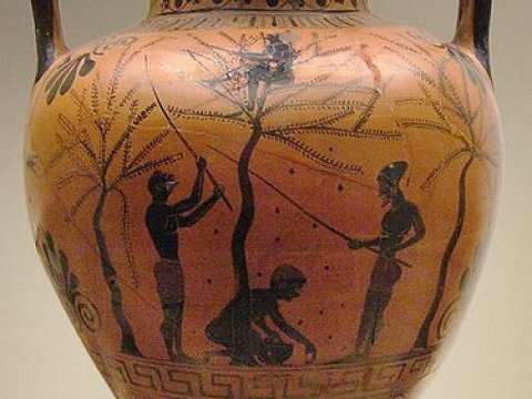 This 6th century Athenian black-figure urn, in the British Museum, depicts the olive harvest. 