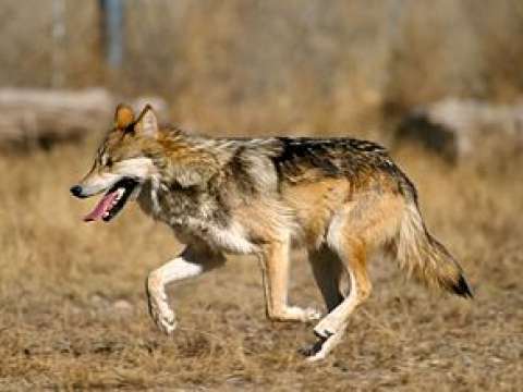 In the 1980s, McCarthy considered secretly reintroducing wolves into southern Arizona.