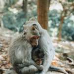 Lamarck, Evolution, and the Inheritance of Acquired Characters