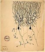 Drawing of Purkinje cells (A) and granule cells (B) from pigeon cerebellum by Santiago Ramón y Cajal, 1899. Instituto Santiago Ramón y Cajal, Madrid, Spain