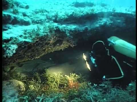 The Undersea World of Jacques Cousteau - The Sleeping Sharks of Yucatan