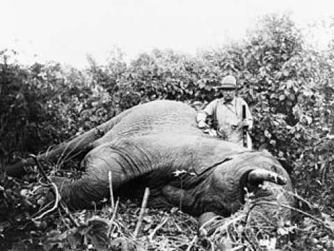 Roosevelt standing next to the elephant he shot on safari