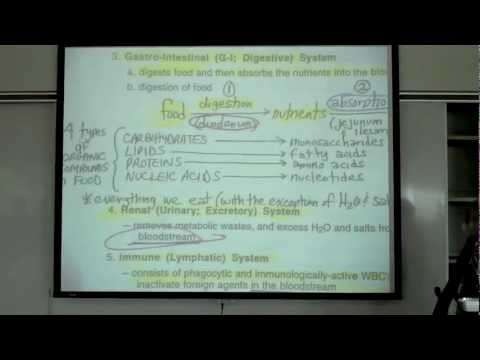 Intro to Human Physiology by Professor Fink