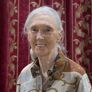 How Jane Goodall Changed What We Know About Chimps