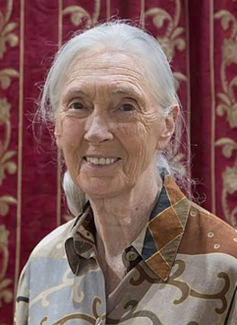 How Jane Goodall Changed What We Know About Chimps