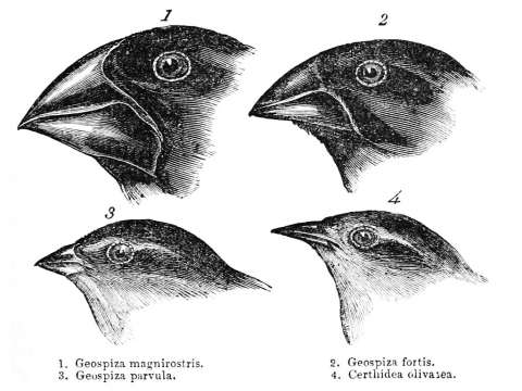 Darwin's finches by John Gould