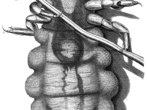Engraving of a louse from Hooke's Micrographia