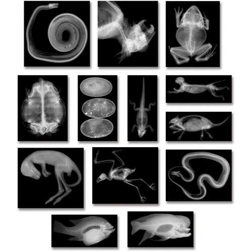 Animal X-Rays, 8