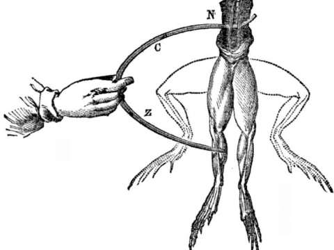 Electrodes touch a frog, and the legs twitch into the upward position