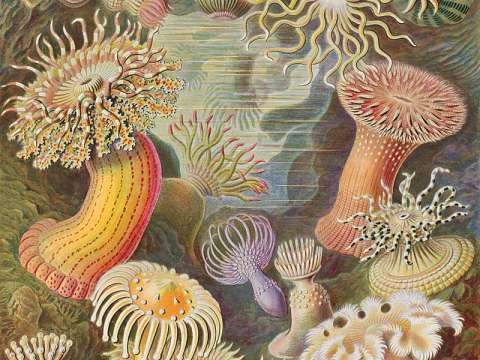 Sea anemones from Ernst Haeckel's Kunstformen der Natur (Art forms of Nature) of 1904